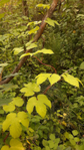 Хмель обыкновенный - Humulus lupulus