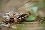 Лягушка остромордая - Rana arvalis