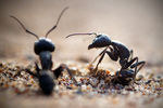 Чёрный муравей-древоточец - Camponotus vagus