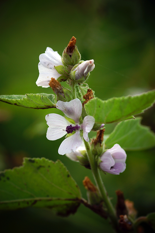 Алтей лекарственный - Althaea officinalis