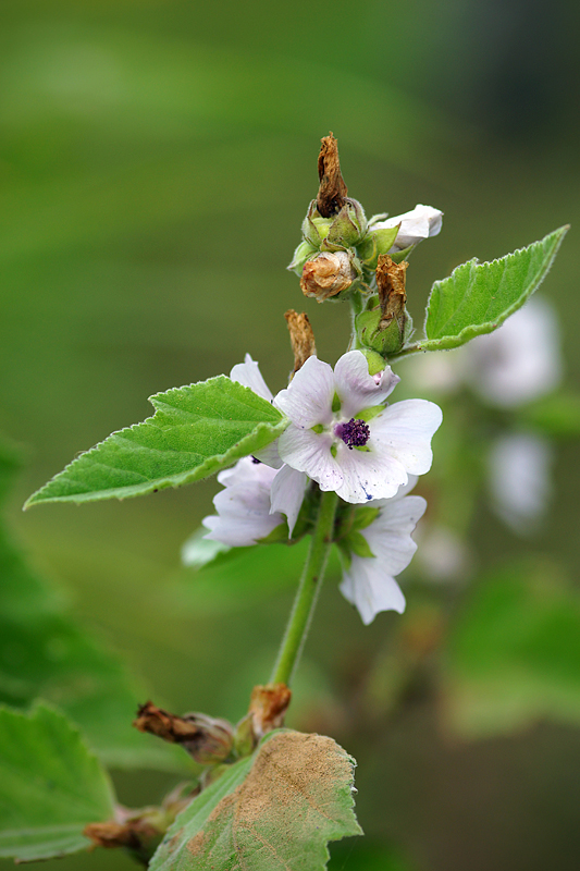 Алтей лекарственный - Althaea officinalis