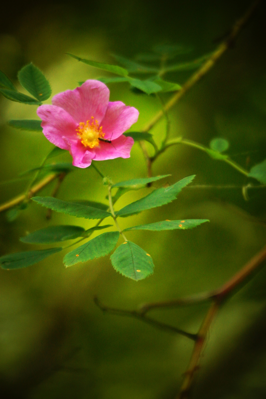 Шиповник собачий - Rosa canina