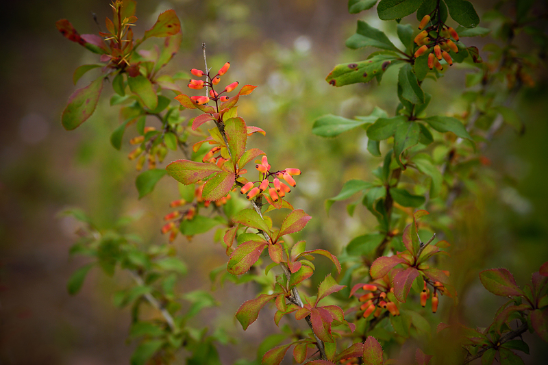 Барбарис обыкновенный - Berberis vulgaris