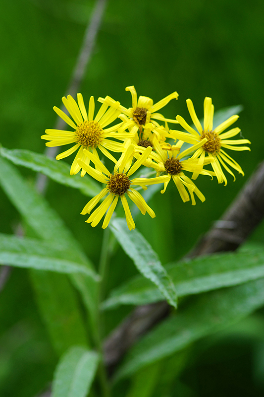 Крестовник татарский - Jacobaea paludosa