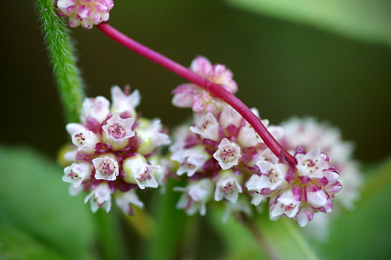 Повилика европейская - Cuscuta europaea