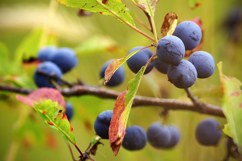 Тёрн - Prunus spinosa