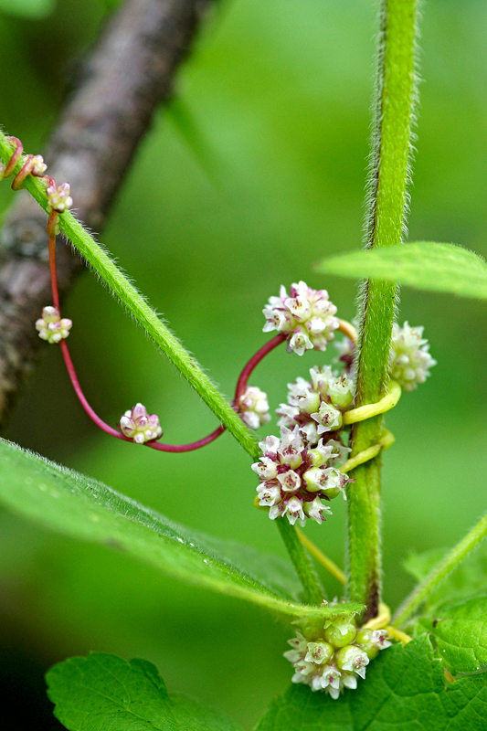 Повилика европейская - Cuscuta europaea