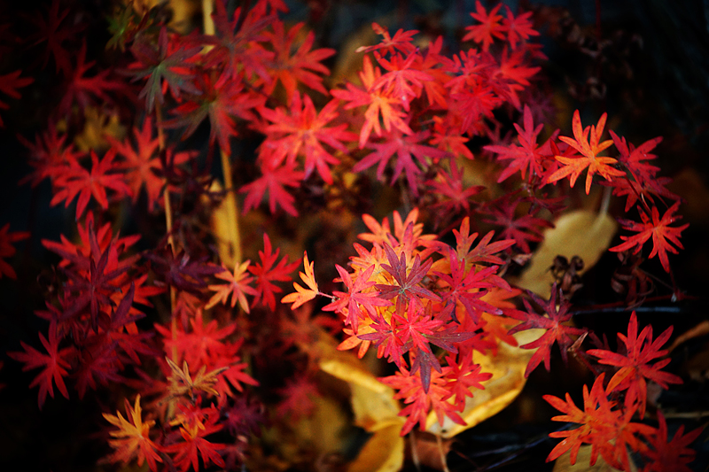 Герань кроваво-красная - Geranium sanguineum