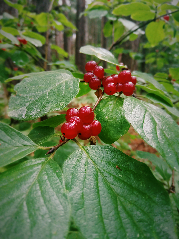 Жимолость лесная - Lonicera xylosteum