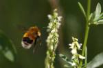 Шмель городской - Bombus hypnorum