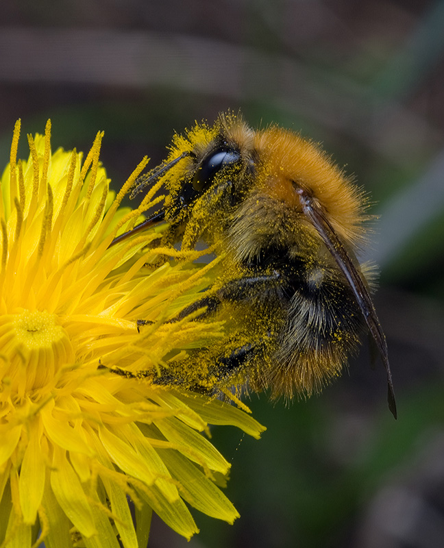 Шмель полевой - Bombus pascuorum