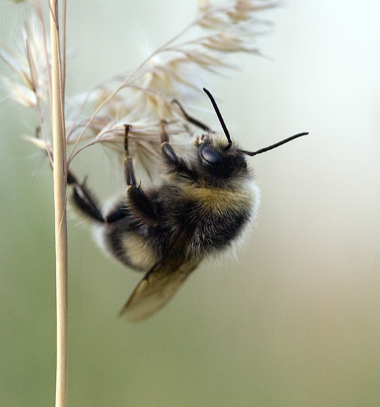 Норовой шмель - Bombus lucorum