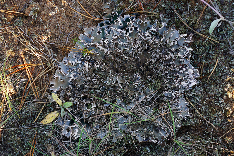 Peltigera sp.